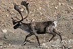 Caribou Caribou