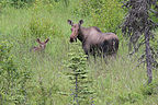 Homer Mama moose and young Homer Mama moose and young