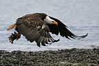 Homer Bald Eagle in flight over beach Homer Bald Eagle in flight over beach