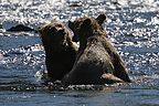 Russian River grizzly bear cubs - Gimpy and Limpy Russian River grizzly bear cubs - Gimpy and Limpy