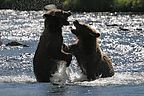 Play fighting Russian River grizzly bear cubs Play fighting Russian River grizzly bear cubs