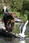 Grizzly bear with seagull and fisherman Grizzly bear with seagull and fisherman
