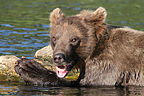 Playful grizzly Playful grizzly