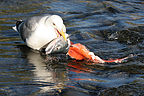 Seagull feasting Seagull feasting