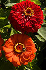 French speaking Bumblebee French speaking Bumblebee