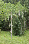 Raccoon Loop Trail aspen Raccoon Loop Trail aspen