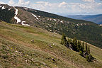 Big horn sheep grazing on meadow Big horn sheep grazing on meadow