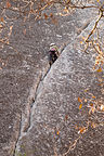 Lolo on Yosemite Crack Lolo on Yosemite Crack