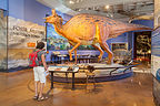 Museum of Natural History Museum of Natural History