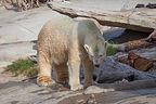 Polar Bear Polar Bear