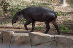 Baird's Tapir Baird's Tapir