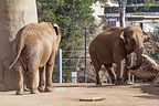 Elephants Elephants