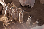 Meerkats on Guard Meerkats on Guard