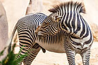 Zebra Zebra