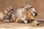 Takin Takin