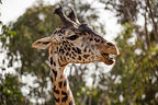Giraffe Giraffe