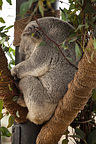 Koala Bear Koala Bear