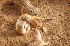 Meerkat Baby Nursing Meerkat Baby Nursing