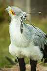 Secretary Bird Secretary Bird