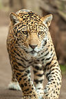 Leopard Leopard