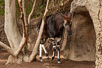Okapi Okapi