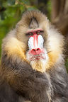 Mandrill Mandrill