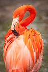Flamingo Flamingo