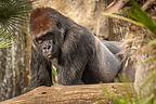 Gorilla Gorilla