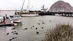 Playful seals in Morro Bay Playful seals in Morro Bay