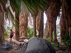 Lolo among the Palms Lolo among the Palms