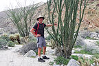 Ocotillo hugger in Hellhole Canyon Ocotillo hugger in Hellhole Canyon