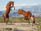 Galletta Meadows - Fighting Stallions Galletta Meadows - Fighting Stallions