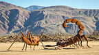 Galleta Meadows - Dueling Scorpions Galleta Meadows - Dueling Scorpions