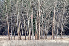 Lovely trees of winter Lovely trees of winter