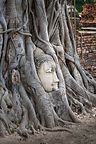 Famous Buddha head in tree Famous Buddha head in tree