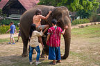 Lolo mounting her pachyderm Lolo mounting her pachyderm