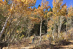 Foliage along the Virginia Lakes Trail Foliage along the Virginia Lakes Trail