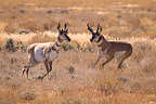 Pronghorn Antelope of Hart Mountain Wildlife Refuge Pronghorn Antelope of Hart Mountain Wildlife Refuge