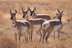 Pronghorn Antelope of Hart Mountain Wildlife Refuge Pronghorn Antelope of Hart Mountain Wildlife Refuge