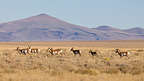 Pronghorn Antelope of Hart Mountain Wildlife Refuge Pronghorn Antelope of Hart Mountain Wildlife Refuge