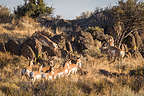 More pronghorn antelope on the drive out of the refuge More pronghorn antelope on the drive out of the refuge