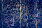 Nature's ornaments in the trees Nature's ornaments in the trees