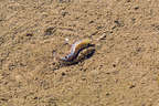 Salt Creek pupfish working on specie survival Salt Creek pupfish working on specie survival