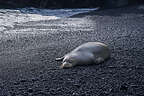 Monk Seal on Black Sand Beach Monk Seal on Black Sand Beach