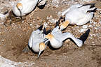 3 bird squabble 3 bird squabble