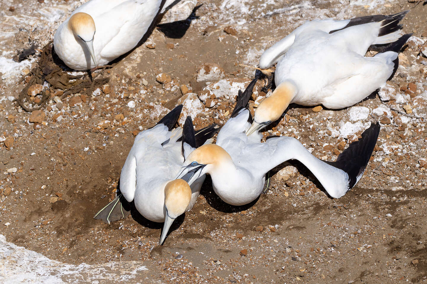 3 bird squabble