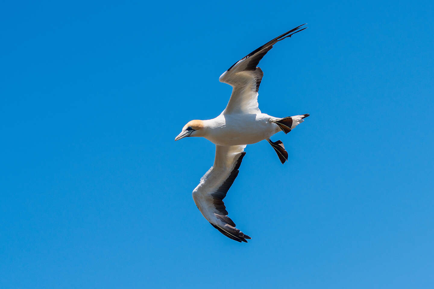 Flight