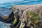 Muriwai Cliffs Muriwai Cliffs
