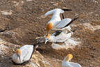 Mating Part 1 Mating Part 1