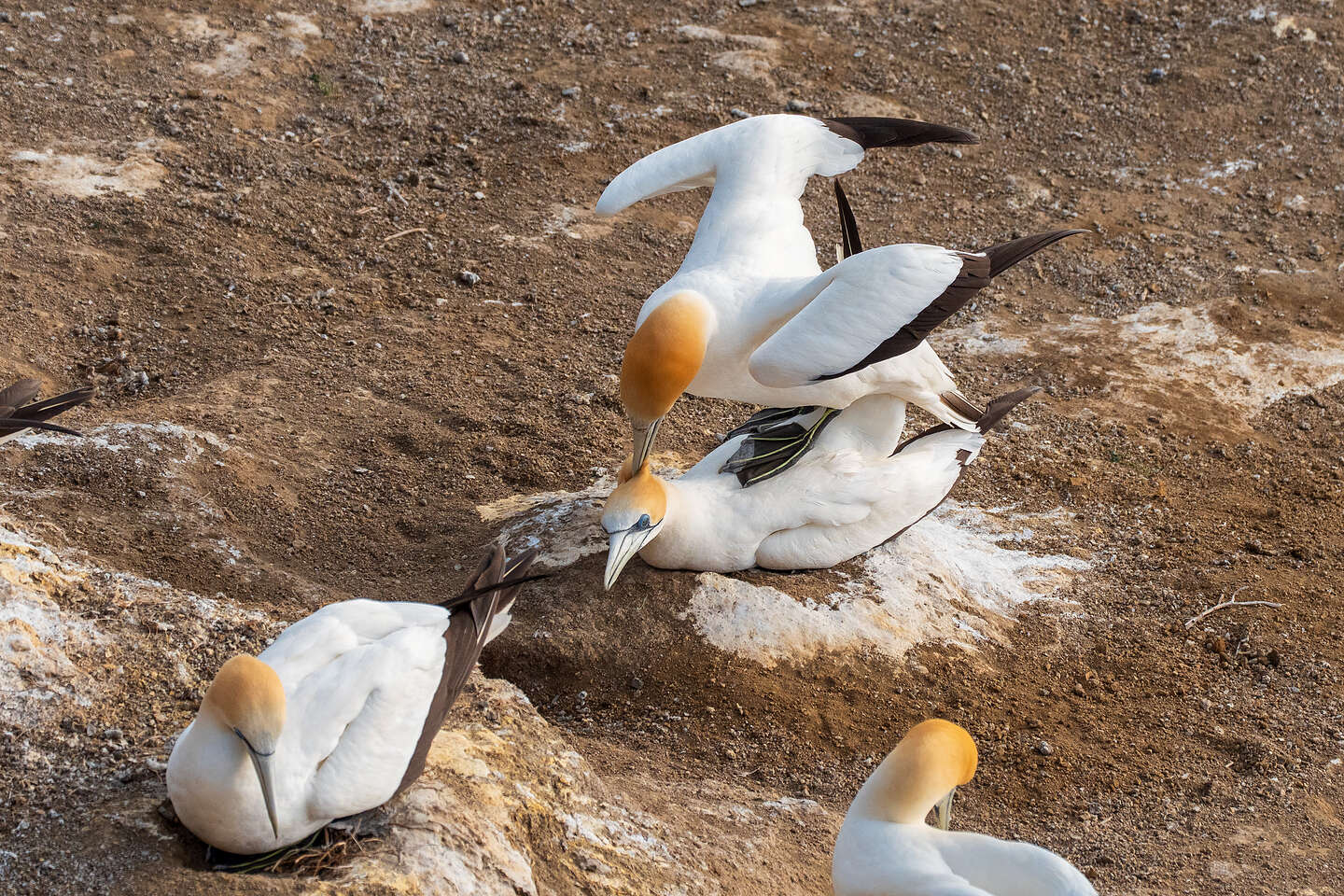 Mating Part 1
